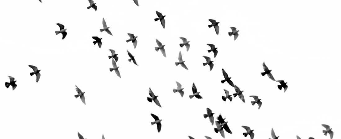 pajaros