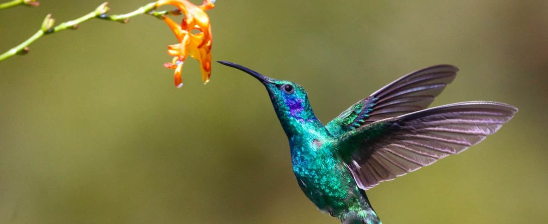 Un estudio sostiene que rodearse de pájaros puede contribuir a estar más feliz