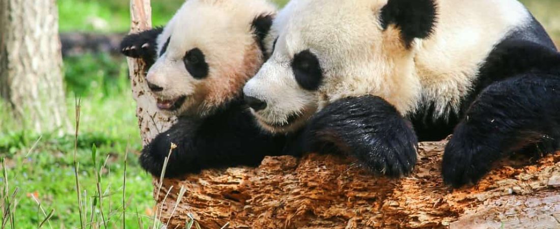 Nació un panda en el Zoológico Nacional Smithsoniano de Estados Unidos