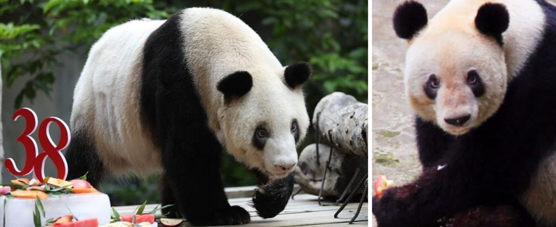 Falleció la panda gigante más longeva del mundo a los 38 años