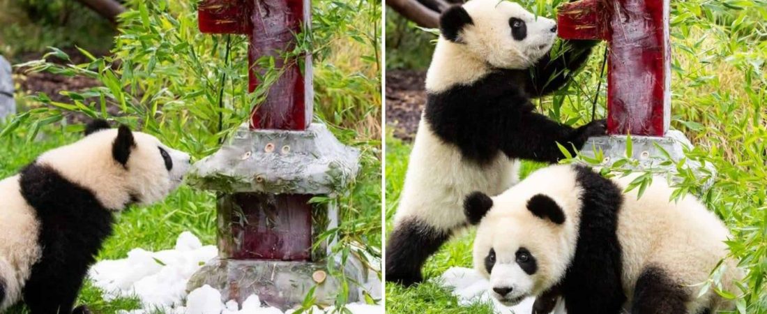 Los pandas gemelos del zoológico de Berlín cumplieron 1 año y hubo festejo