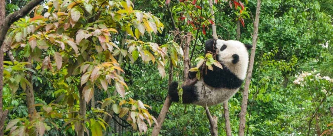 Los pandas gigantes ya no se encuentran en peligro de extinción, anunció China