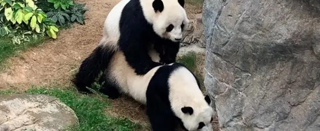 pandas