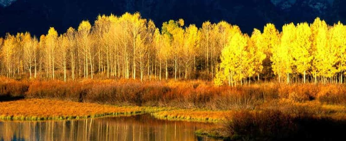 pando_trees_1