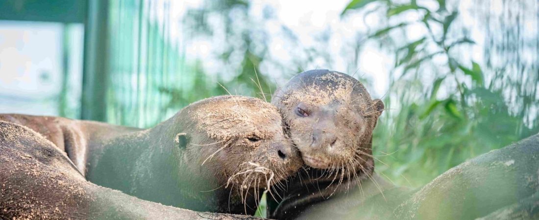 pareja-nutria-gigante-parque-iberá-argentina