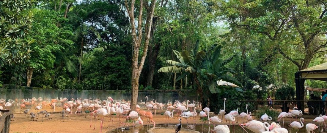 parque-das-aves-foz-do-iguazu