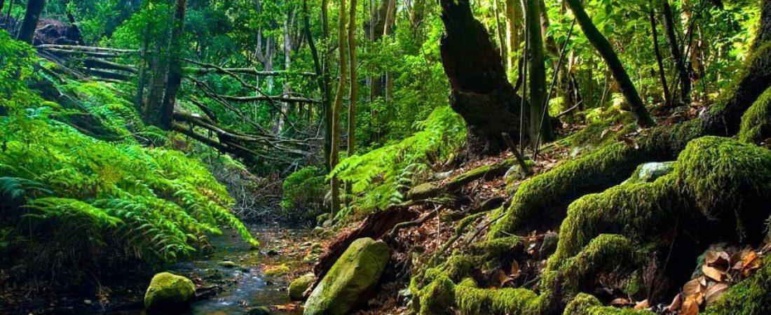 parque_nacional_garajonay-la_gomera_4