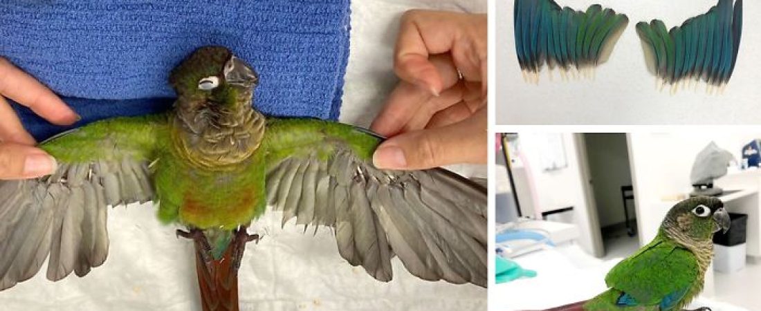 parrot-prosthetic-wings-veterinarian-catherine-apuli-fb5-png__700