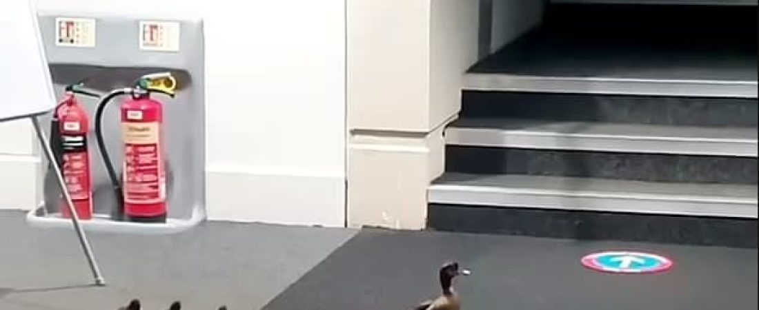 Una adorable mamá pato guía a sus patitos a través de la biblioteca de la universidad