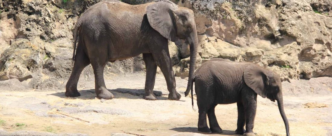 Estados Unidos: 30 elefantes que formaban parte de un circo serán incorporados a un refugio de vida silvestre