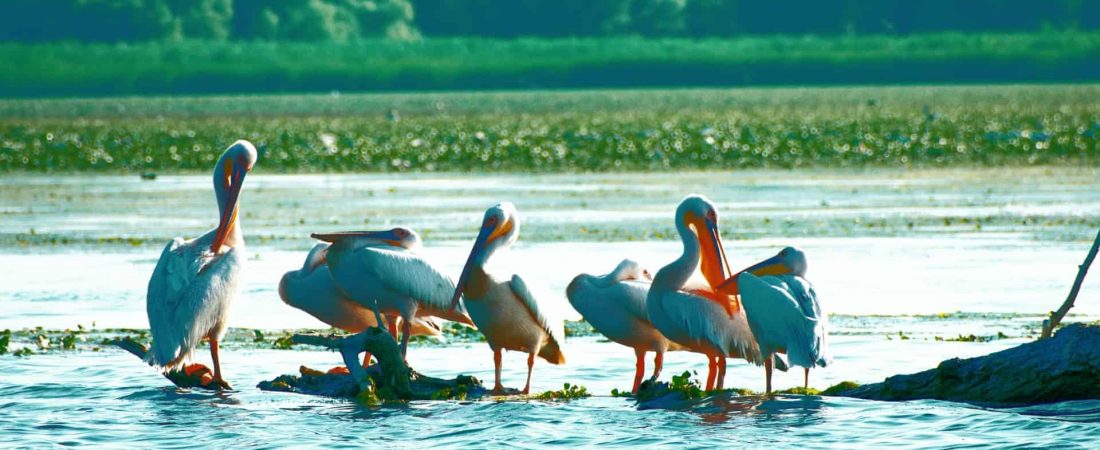 Más de 700 pelícanos fueron encontrados muertos en un sitio Patrimonio de la Humanidad en Senegal