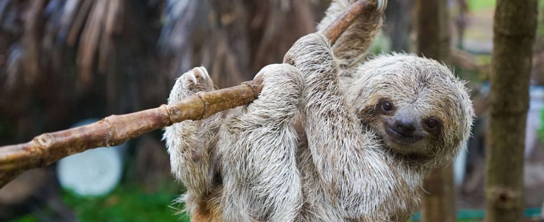 Sloths,In,Rescue,Centre,In,Costa,Rica,San,Jose