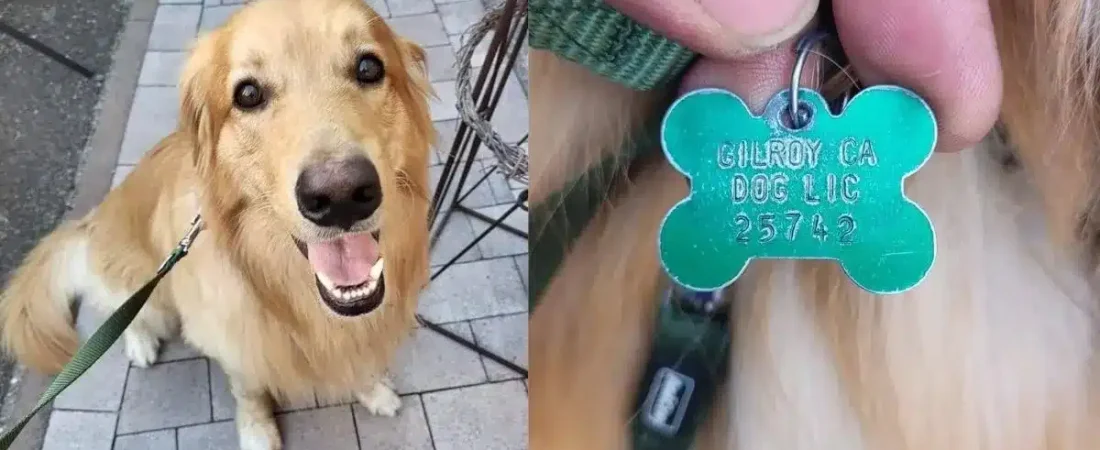 perrito_perdido_en_california_es_encontrado_en_alemaniax_nadie_sabe_cxmo_llegx_ahx3.jpg_554688468