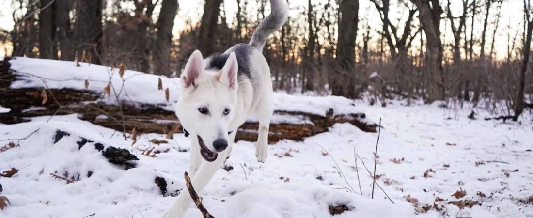 Encuentran restos de un perro que vivió hace más de 10 mil años, sería el más antiguo de toda América