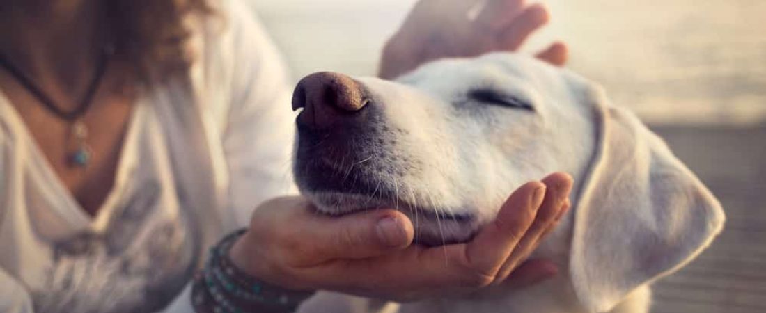 owner caressing gently her dog