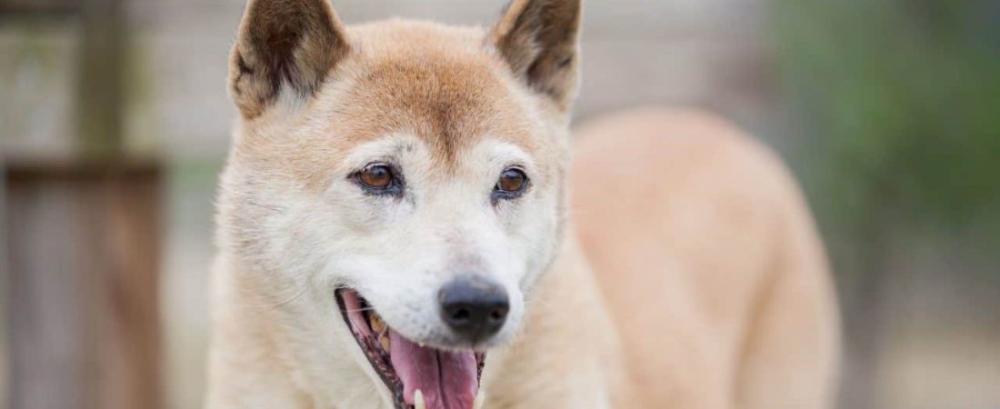 Perros cantores: reaparecieron en Nueva Guinea, por 50 años se los creyó casi extintos