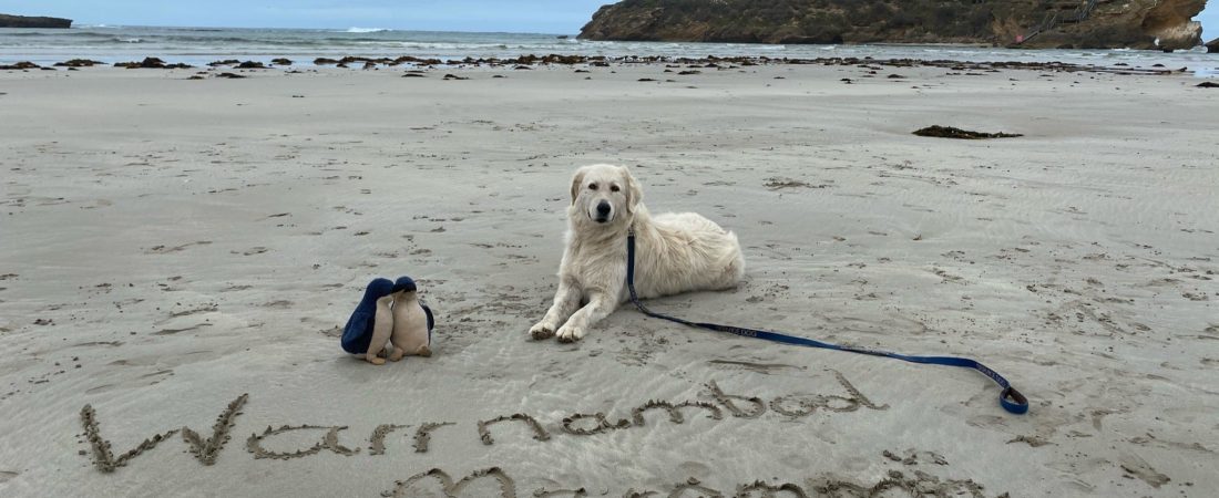 perro cuida pinguinos