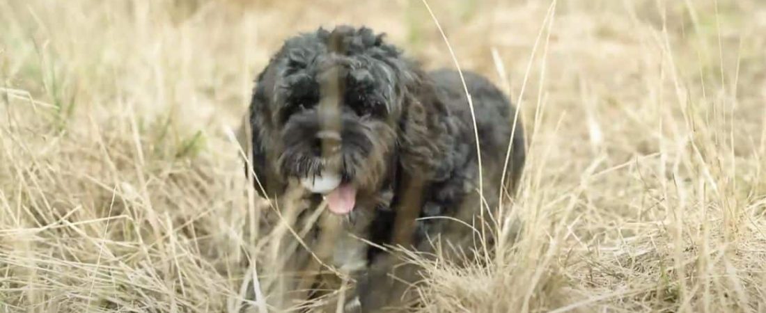 perro junta pelotas de golf