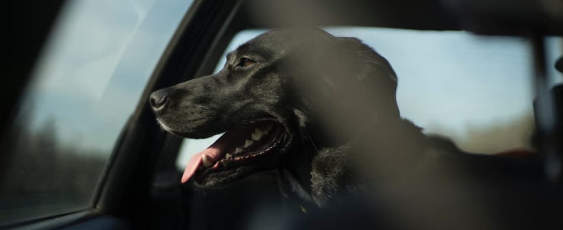 perro en carretera