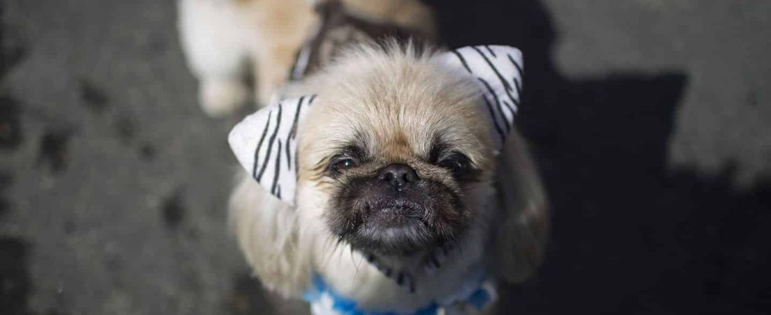 perros-carnaval-de-rio