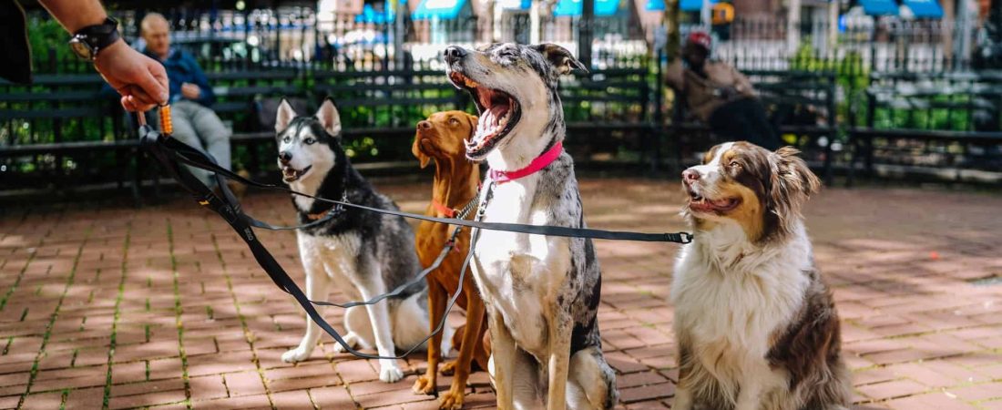 Desarrollan un collar para perros que le explica a su dueño qué es lo que quieren decir sus ladridos