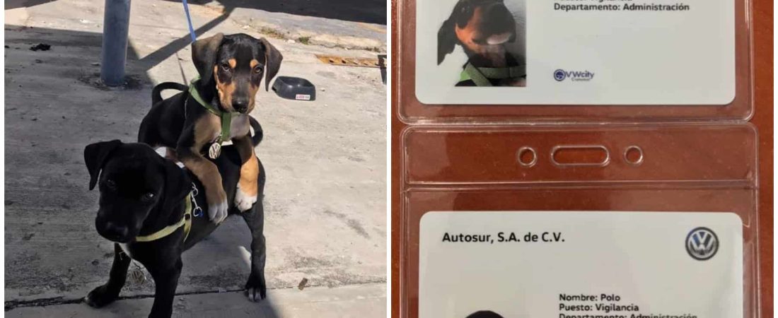 perrritosempleados