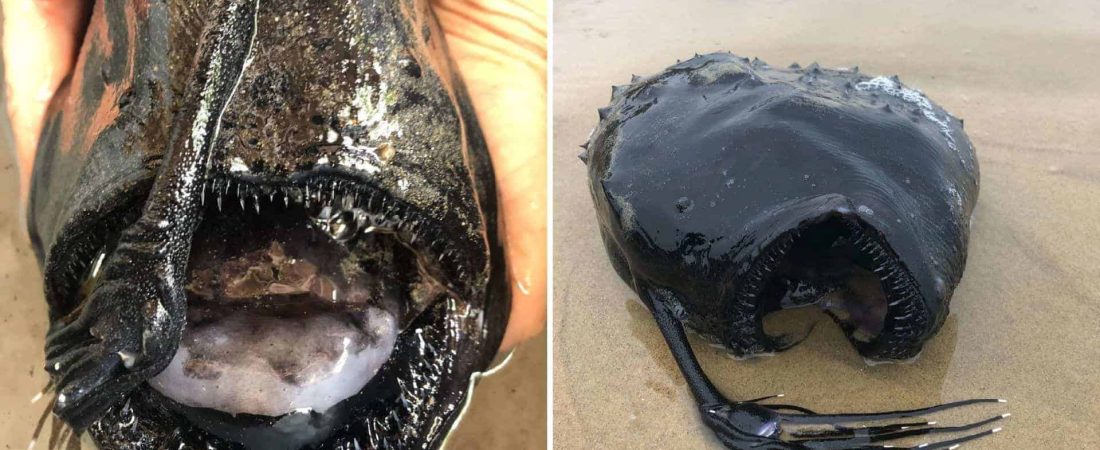 Encuentran un extraño y tenebroso pescado en las costas de California que es propio de las aguas profundas