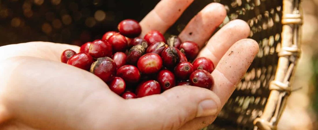 Persona sosteniendo granos de café en una finca cafetera