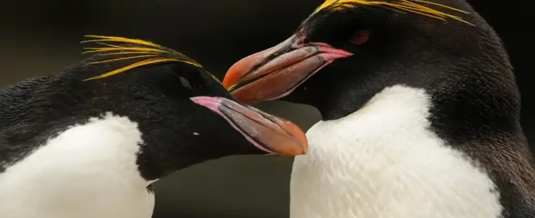 pingui3