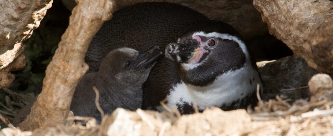 pinguini-maximiliano-diagre-1024x460
