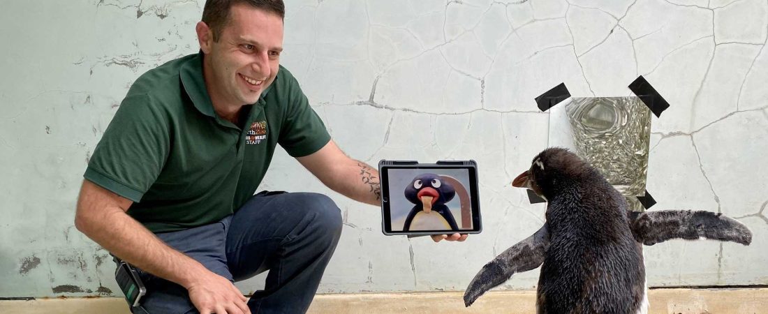 Este pingüino mira dibujos animados mientras se recupera en el zoológico de Australia