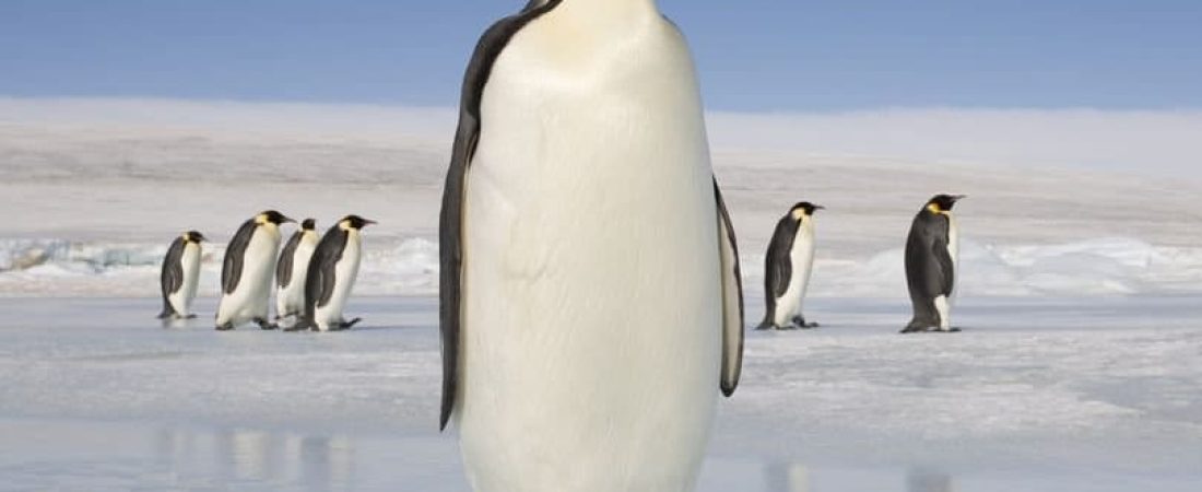 pinguino