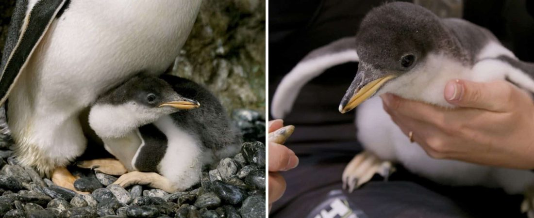 Australia: esta pareja de pingüinos machos le dio la bienvenida a su segunda cría