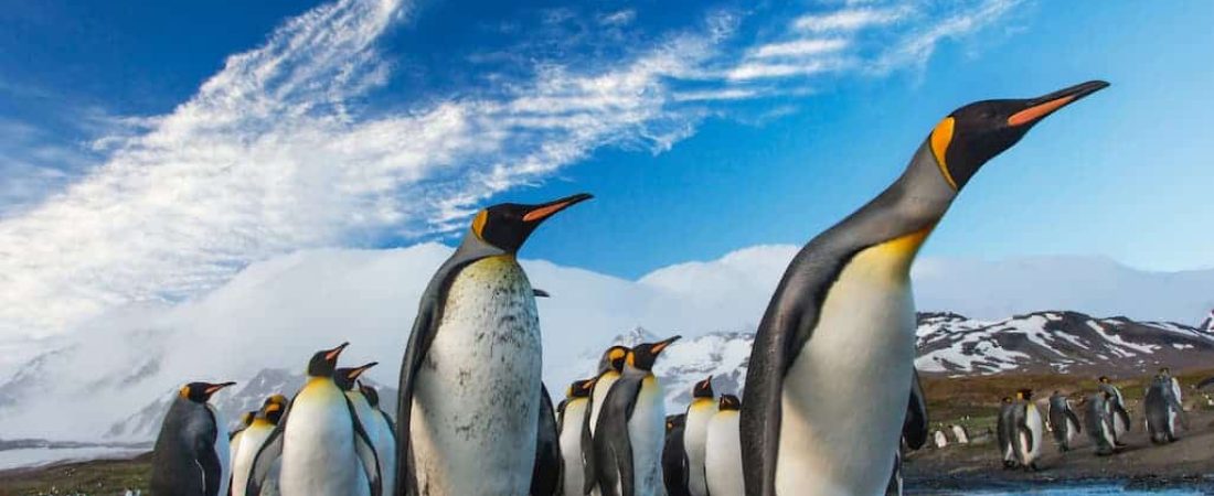 pingüinos emperador