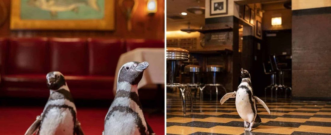 3 pingüinos de un acuario de Chicago visitaron un restaurante de la ciudad para generar conciencia sobre el uso de plásticos