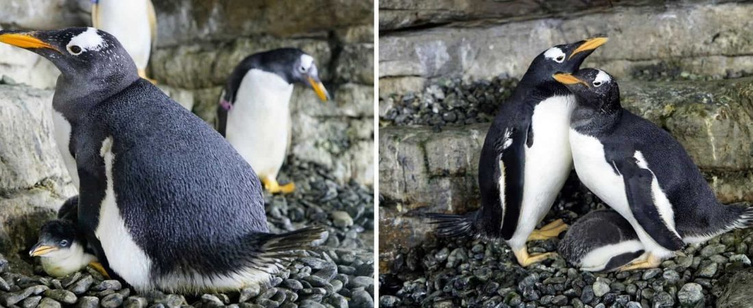 pingüinos hembras adoptan cría