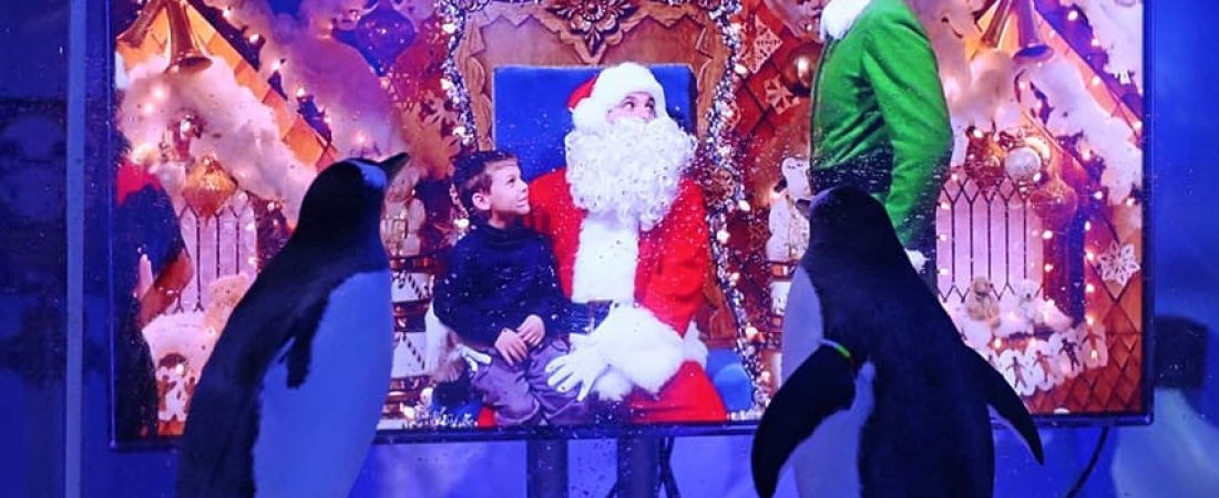 Londres: pingüinos del acuario Sea Life hicieron maratón de películas navideñas mientras esperaban a que termine el segundo confinamiento