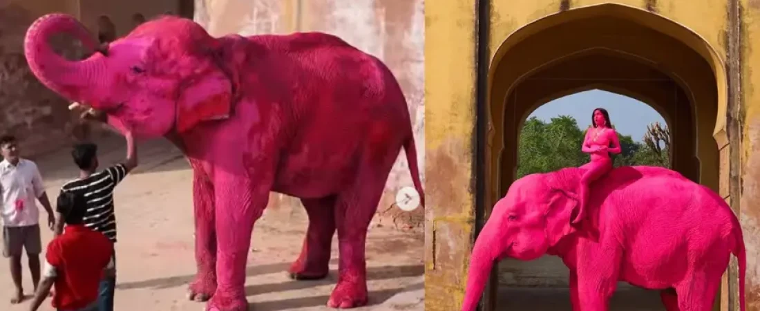 pink-elephant-jpg