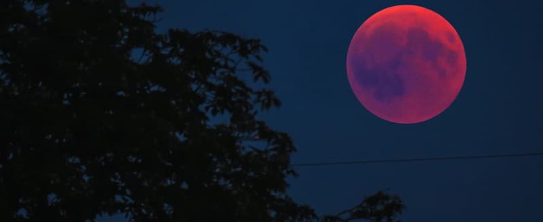 pink-moon-over-green-trees