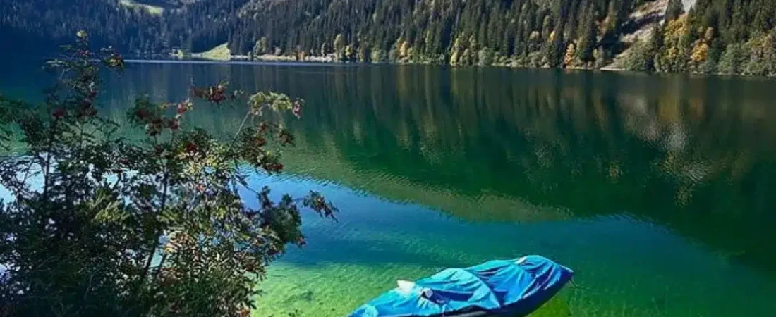 pinus-longaeva-pino-bristlecone-3