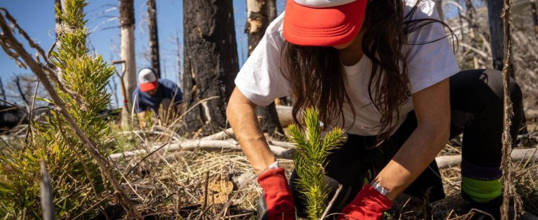plantaron-3000-araucarias-para-recuperar-un-LFZP2RNVHNHQVM725W72NIXTAQ