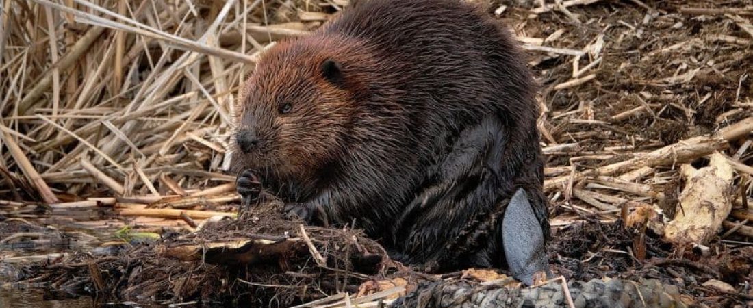 playground-castores-republica-checa-obras-naturales-recursos-2025-1