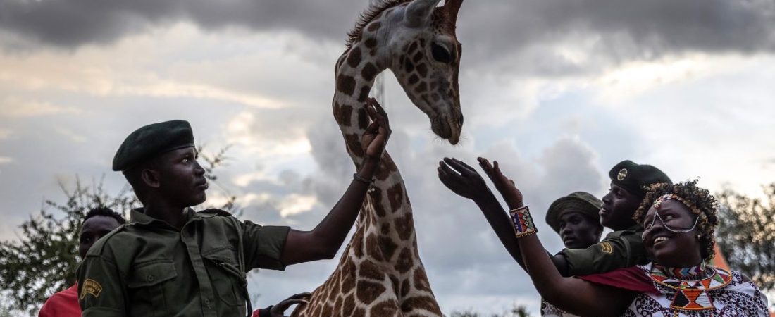 playground-jirafas-hicieron-la-paz-indigenas-en-africa-2024-2