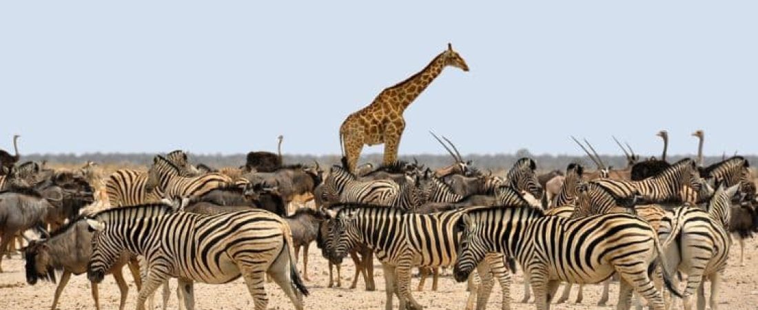 xr:d:DAFuLbMmdIQ:338,j:1732039552943454005,t:23100919