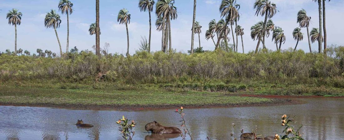 cómo-llegar-al-Parque-Nacional-El-Palmar