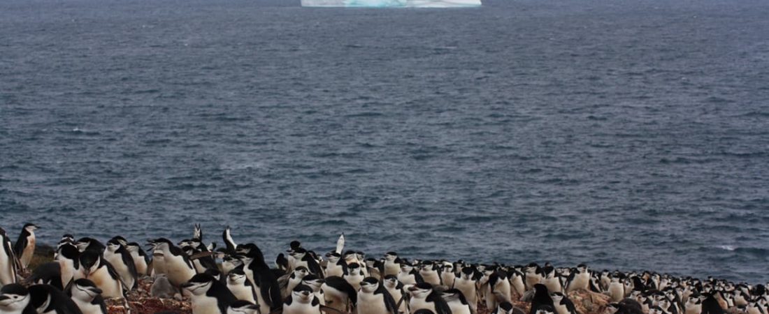 preocupan-temperaturas-record-en-la-antártida