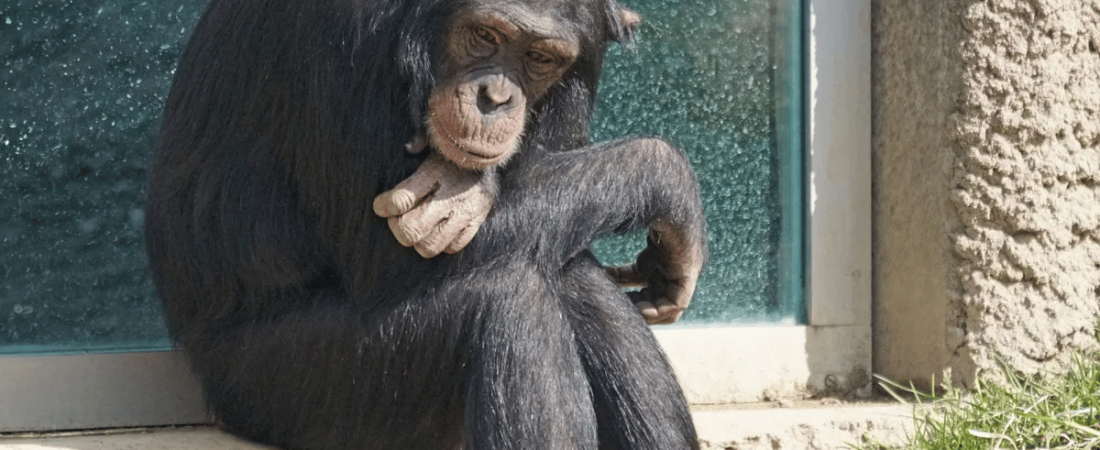 presentan-habeas-corpus-la-liberacion-toti-un-chimpance-un-zoologico-rionegrino