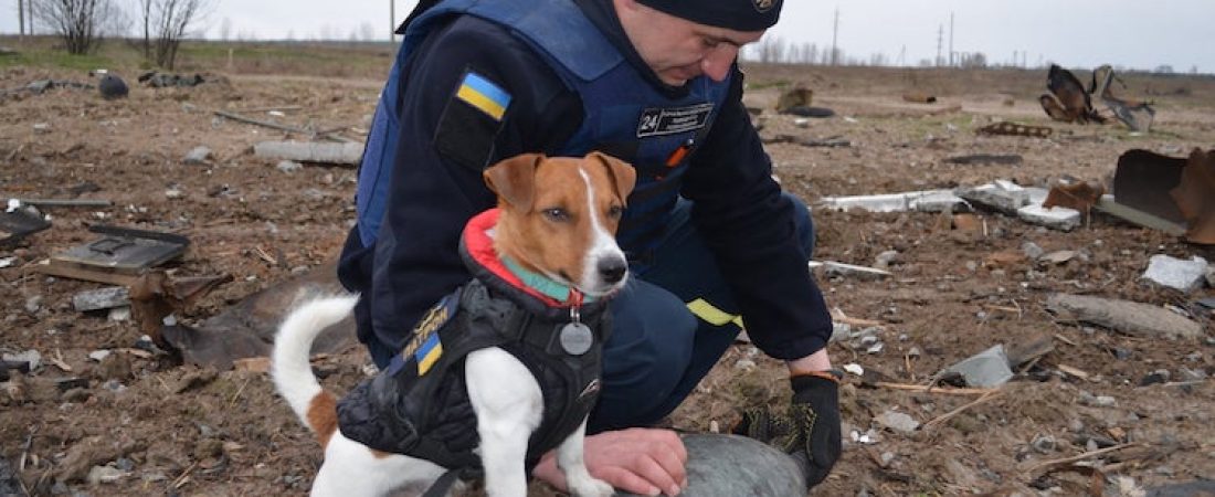 president-zelensky-grants-medal-to-bomb-sniffing-dog-2