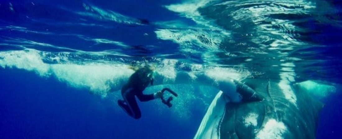 Whale Saves Diver From Shark