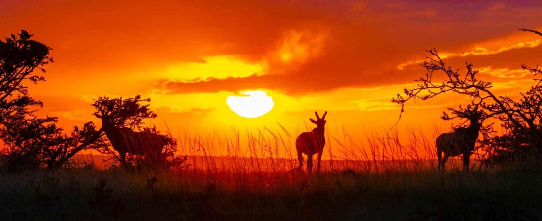 Kenia realizará el primer censo de animales silvestres, el cual contribuirá enormemente a los esfuerzos de conservación